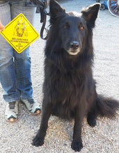 Lade das Bild in den Galerie-Viewer, 12cm Hundeschild Auto Scheibe Schild Motiv Hund + Saugnapf -RASSE A-